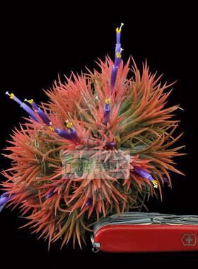 展示 空气凤梨 Tillandsia ionantha Enano 小矮人精灵群生