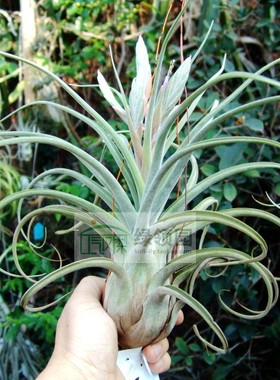 展示 空气凤梨 Tillandsia baileyi x streptohylla贝利艺x电卷