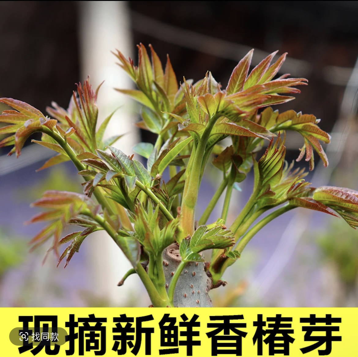 四季香椿新鲜蔬菜头茬香椿芽春菜红油椿菜芽头茬新鲜采摘现货现发
