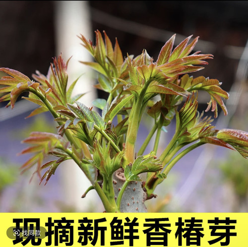 四季香椿新鲜蔬菜头茬香椿芽春菜红油椿菜芽头茬新鲜采摘现货现发