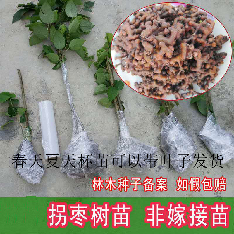 鸡爪梨树苗万寿果拐枣枳椇子树 地径10cm高2米发物流到付运费