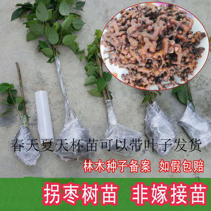 鸡爪梨树苗万寿果拐枣枳椇子树   地径10cm高2米发物流到付运费