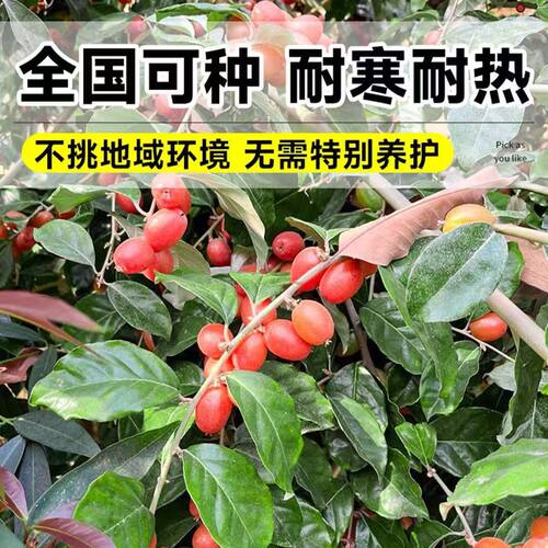 正宗德甜2号羊奶果树苗特大果纯甜南北均可种植盆栽地栽快速结果