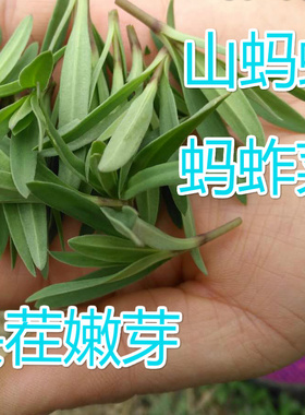 山东野生山苜楂菜山麻楂山蚂蚱菜当季野菜现摘现发多省包邮