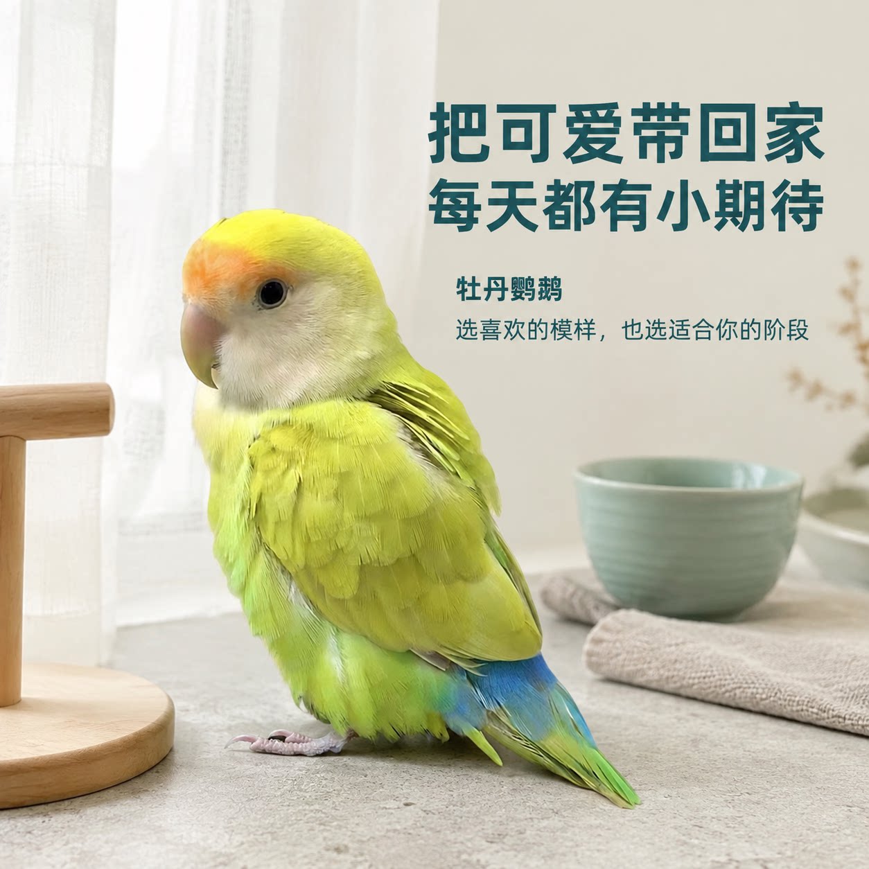 牡丹鹦鹉活体幼成鸟新手适养图片