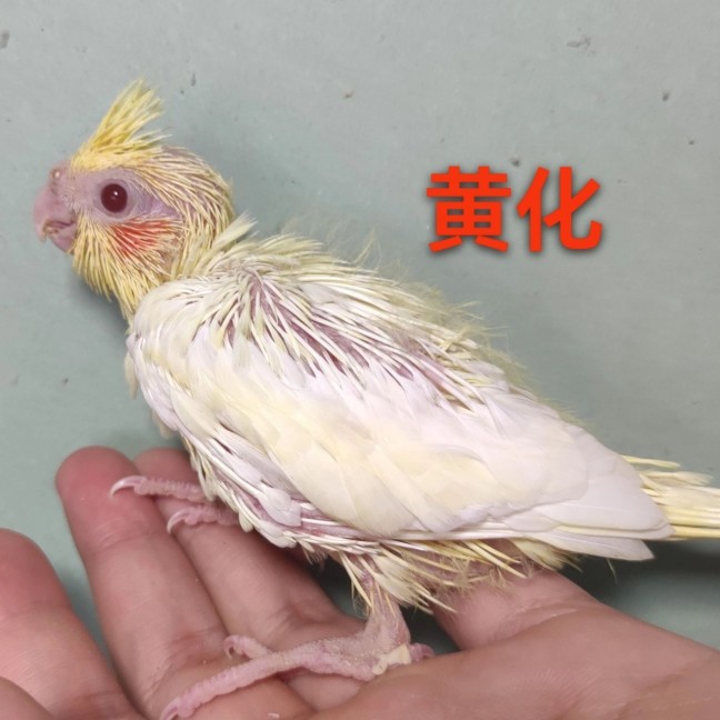 玄凤黄化珍珠原始灰手养亲人鹦鹉