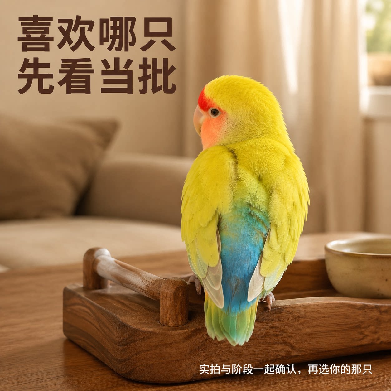 牡丹鹦鹉活体会说话老人小孩适养