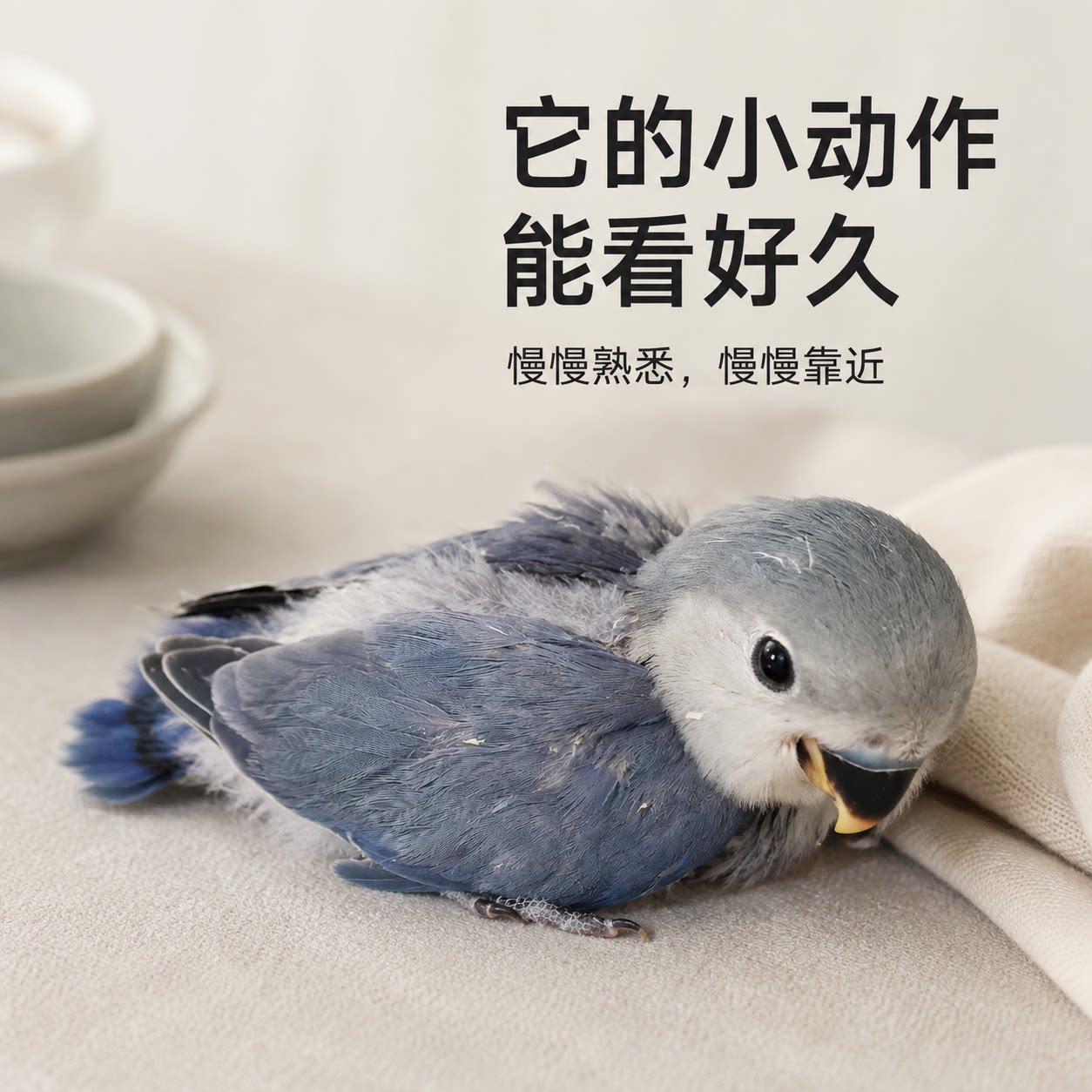 手养蓝银紫罗兰鹦鹉幼鸟亲人