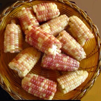 老品种甜糯小玉米包谷