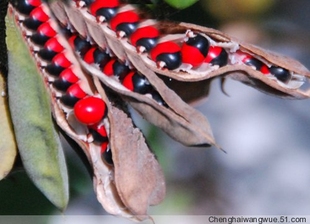 黑红双色阴阳豆红豆相思豆毛鸡骨草鸡母珠种子美人豆地道药材散珠