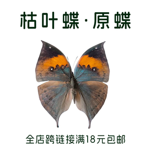 枯叶蝶未展翅原蝶A1/A-品质蝴蝶标本制作diy研学手工材料