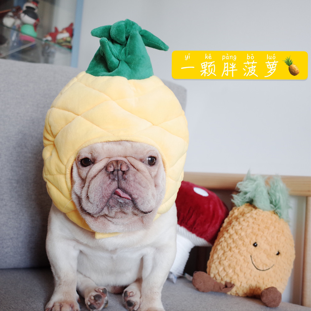 宠物帽子狗狗恶搞头套柯基法斗图片