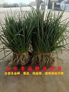 洋葱苗山东老品种扁型紫红皮洋葱苗四季水果脆甜二红洋葱秧苗试种