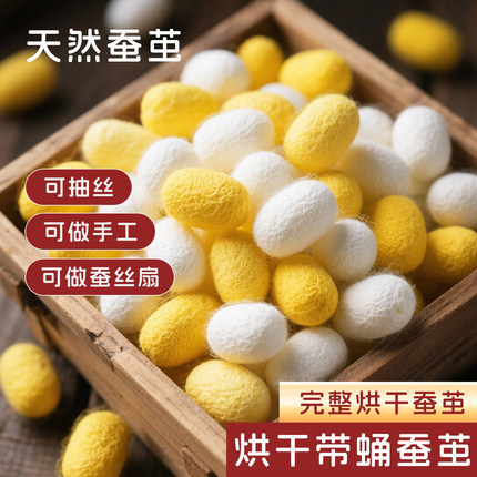 农家天然烘干完整带蚕蛹彩色桑蚕茧可抽丝手工diy制作蚕丝团扇