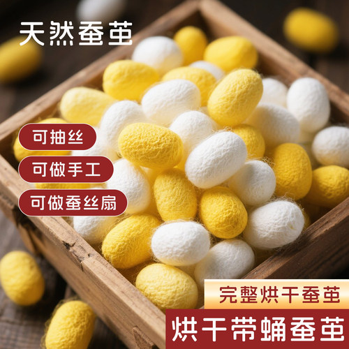 农家天然烘干完整带蚕蛹彩色蚕茧