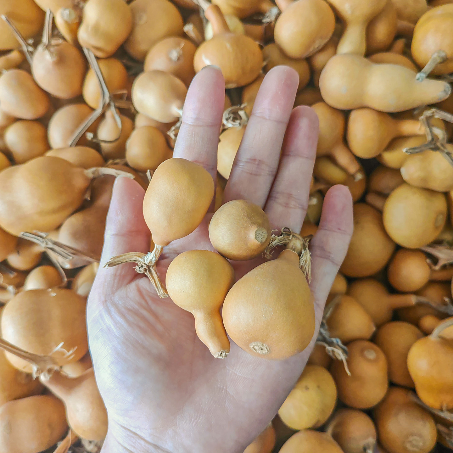 清仓天然真小葫芦挂件吊顶装饰烙画练手工艺术品异形葫芦摆件批发