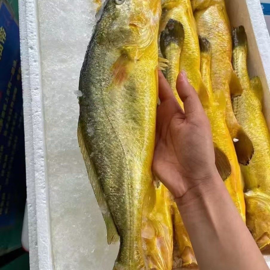 生态大黄鱼年货小黄花鱼东海深海鱼干