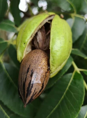 新货鲜生碧根果薄壳山核桃云南大理漾濞长寿果美国临安山核桃金华