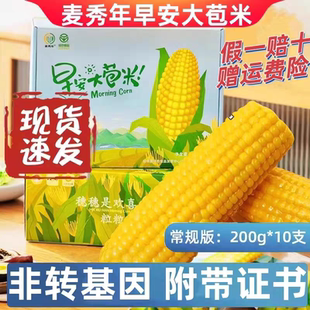 麦秀年早安大苞米宝宝版15支新玉米独立包装礼盒非转基因0添加