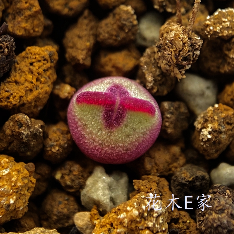 花木岛田生肉锥植物窗台直播