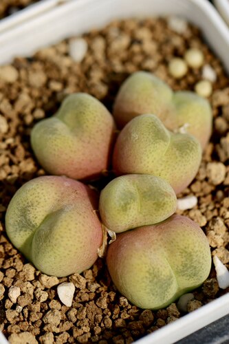 花木E家翠光翠星优选肉锥多肉植物萌趣盆栽绿植