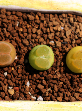 花木E家 O泡 1798.78  番杏 屁屁花优选 夏季趣味植物办公室 萌物