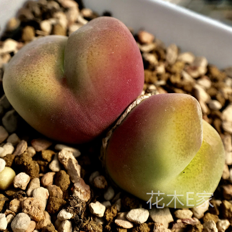 花木e家 翠光玉 盆栽肉肉多肉蕃杏生石花屁股花 趣味萌物