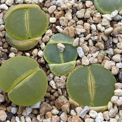 花木E家多肉植物趣味屁屁花