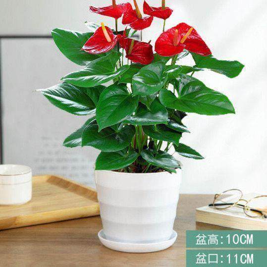 【带花发货】红掌粉掌白掌花室内水培土培盆栽四季开花卉植物绿植