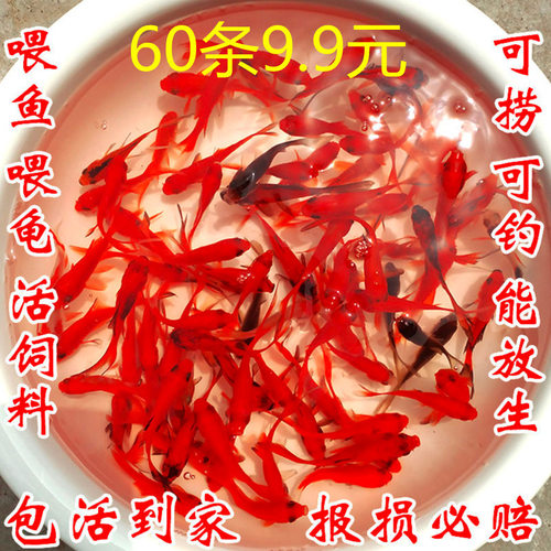 金新手小鱼冷水好养最耐活的冷水鱼观赏鱼练手小金鱼活鱼苗一斤