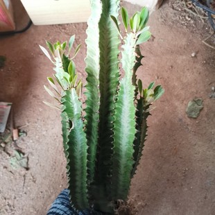 龙骨三角霸王鞭彩云阁盆栽多肉壮观好养招财旺宅自有基地直发包邮