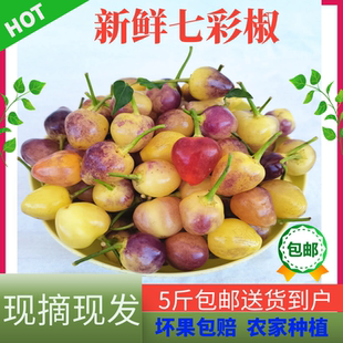 广东封开特产广西新鲜七彩椒五彩椒辣椒现摘现发多色辣椒3斤包邮