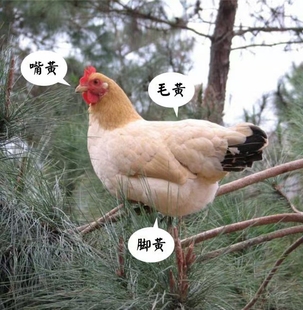 广东特产三黄鸡封开杏花鸡新鲜现宰现发顺丰包邮