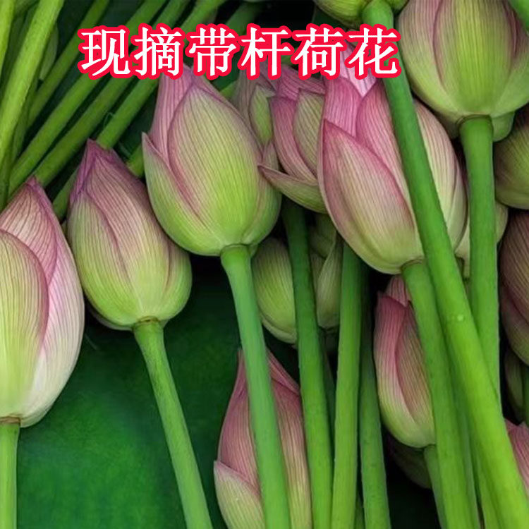 新鲜荷花荷叶带杆鲜花江西现摘莲花花骨朵真花供佛禅意摆件鲜切花
