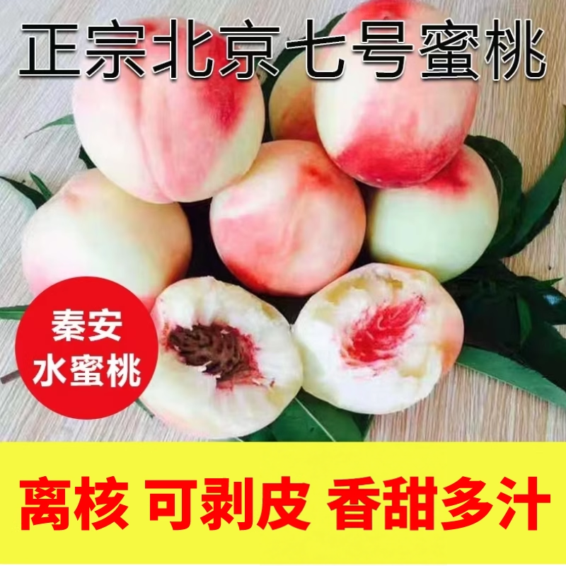 正宗秦安北京七号水蜜桃新鲜水果现发天水特产桃子剥皮离核多汁