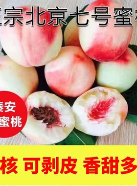 正宗秦安北京七号水蜜桃新鲜水果现发天水特产桃子剥皮离核多汁