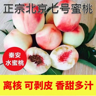 正宗秦安北京七号水蜜桃新鲜水果现发天水特产桃子剥皮离核多汁