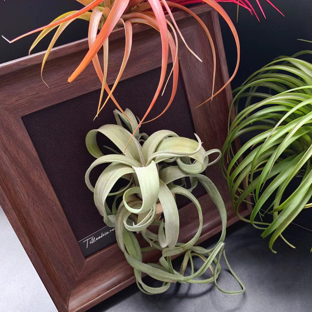 空气凤梨 无土植物花卷（ 花中花杂交电烫卷）经典好养