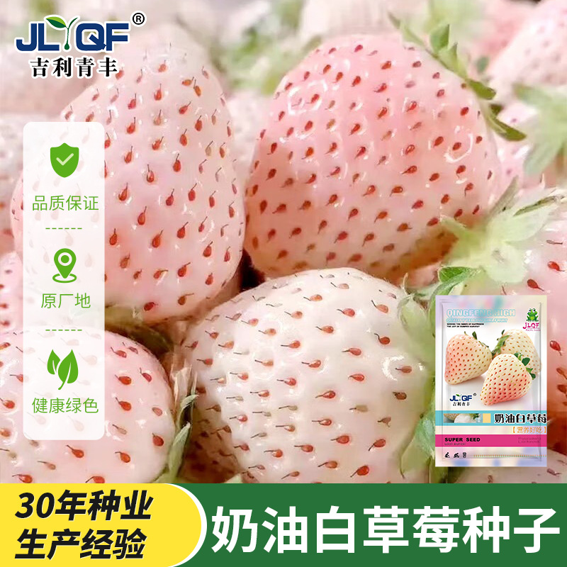 奶油白草莓种子四季盆栽草莓苗子奶莓种籽别墅阳台盆栽庭院水果籽