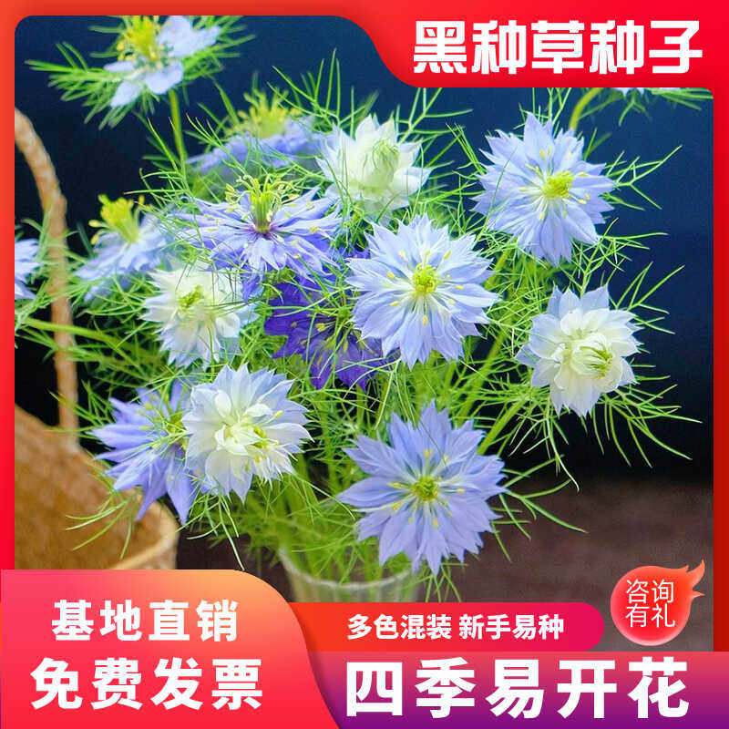 黑种草种子混色香草波斯宝石黑子草阳台盆栽植物别墅花海四季花籽