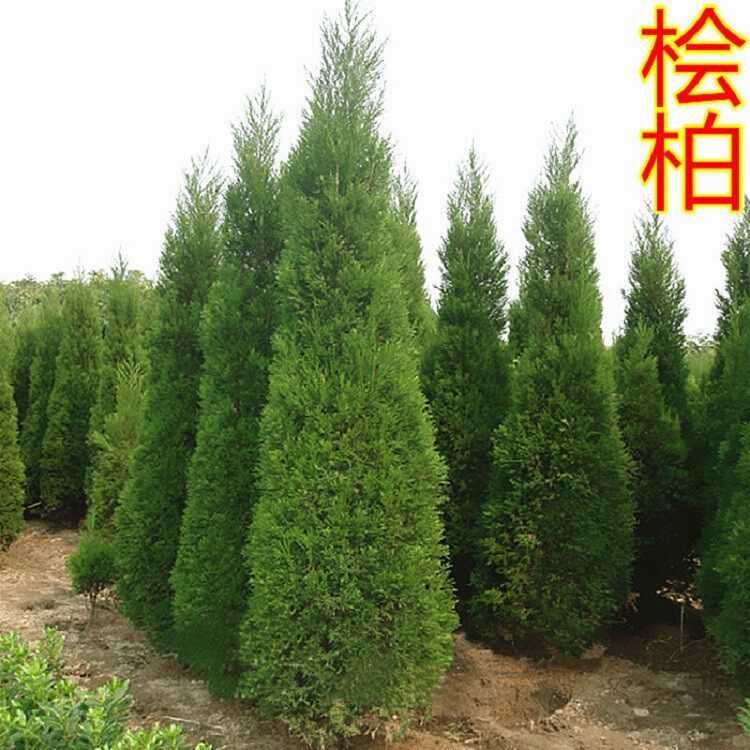 柏树苗松树苗塔柏苗龙柏苗雪松苗蜀快刺柏圣诞树扫墓绿化松树庭院