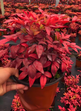 火焰南天竹盆栽老桩苗红叶耐寒宿根花卉地被植物花园庭院阳台室内