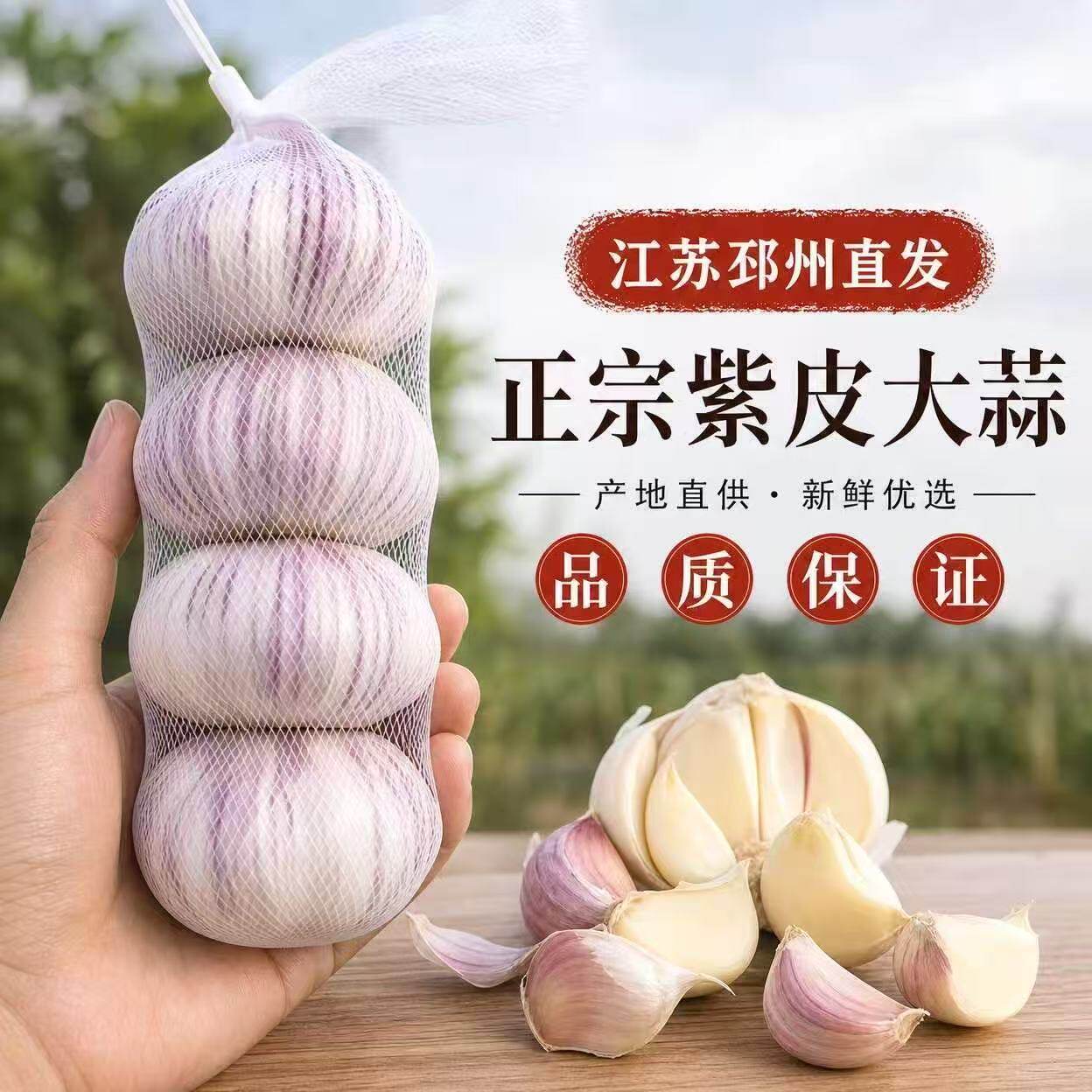 邳州新季干紫皮蒜产地直发