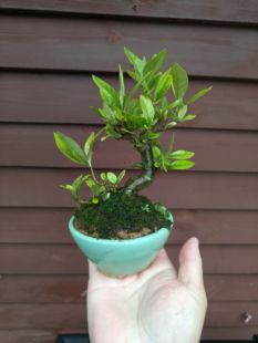 日本达摩喜黛玉清誉栀子花盆景造型老桩茶桌书房办公桌观花观果