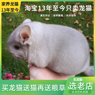 活体龙猫米色龙猫自家繁殖A级两个月龙猫
