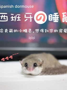 西班牙睡鼠幼崽活物家养的小宠物小型学生宿舍粘人迷你懒人宠物