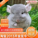 活体龙猫宠物宝宝幼崽萌宠长毛标灰米色粉白色龙猫幼崽活物送笼子