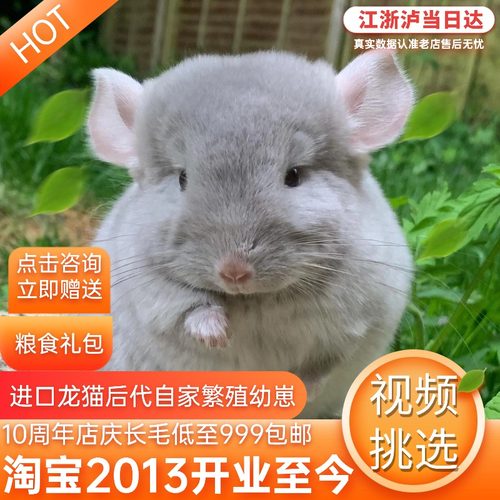 活体龙猫宠物宝宝幼崽萌宠长毛标灰米色粉白色龙猫幼崽活物送笼子