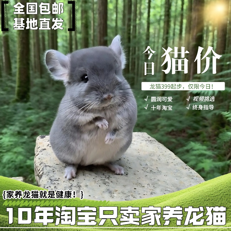 家养龙猫活体打过疫苗幼崽小型好养宠物公仔活物自家繁殖送笼子