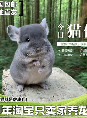 家养龙猫活体打过疫苗幼崽小型好养宠物公仔活物自家繁殖送笼子